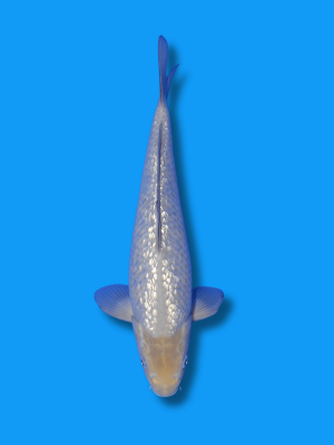 Ginrin Soragoi | Koi&Co.